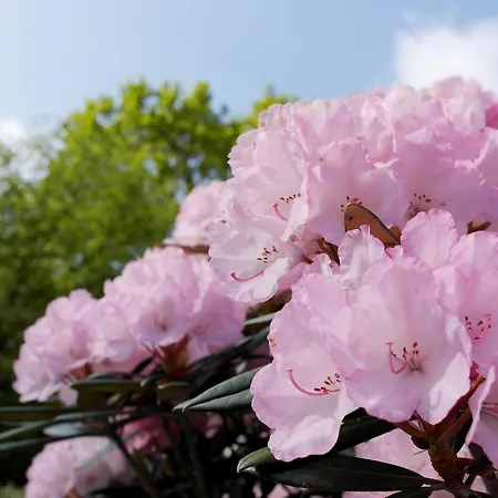 Blauer Fasan 维斯莫尔